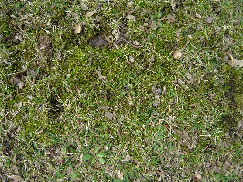 Moss in Lawns
